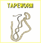 tapeworm